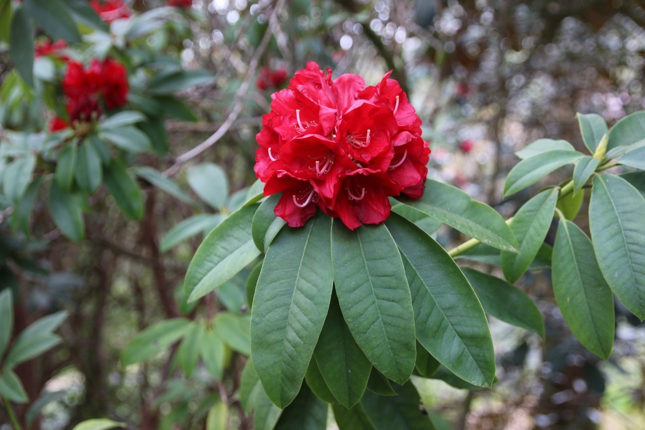 'Earl of Athlone'